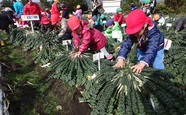 マイ桜島大根収穫